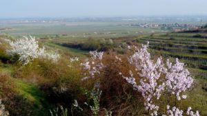 Die Landesschau berichtet vom Felsenberg, dem „Balkon der Pfalz“